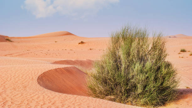 istock Desert landscape. Beautiful wavy sands, dunes and desert plants. 1401240498