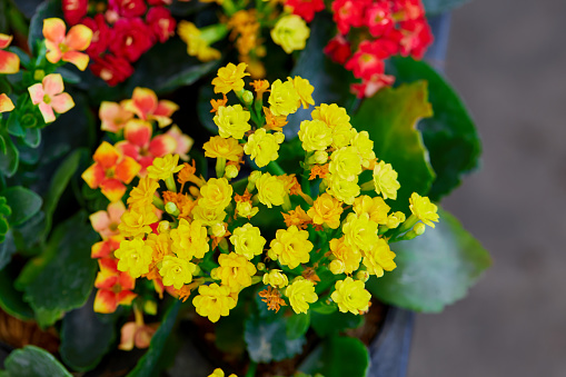 Multi colored of Kalanchoe flower in bloom at florist