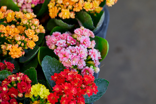 Multi colored of Kalanchoe flower in bloom at florist