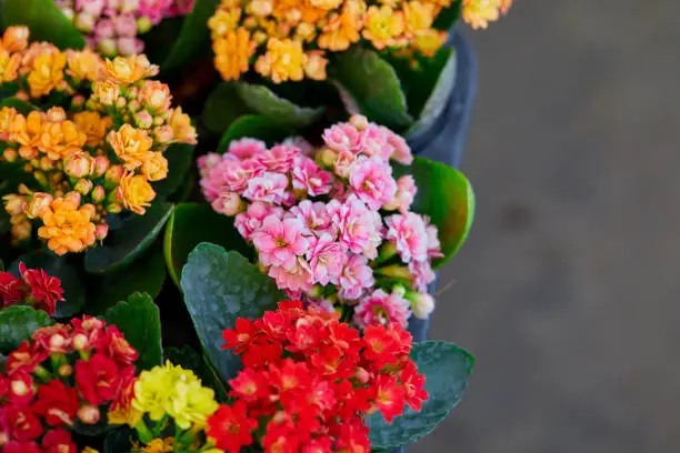 Multi colored of Kalanchoe flower in bloom at florist