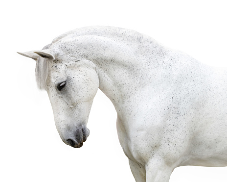 Portrait of a white grey horse arching its neck not wearing a bridle