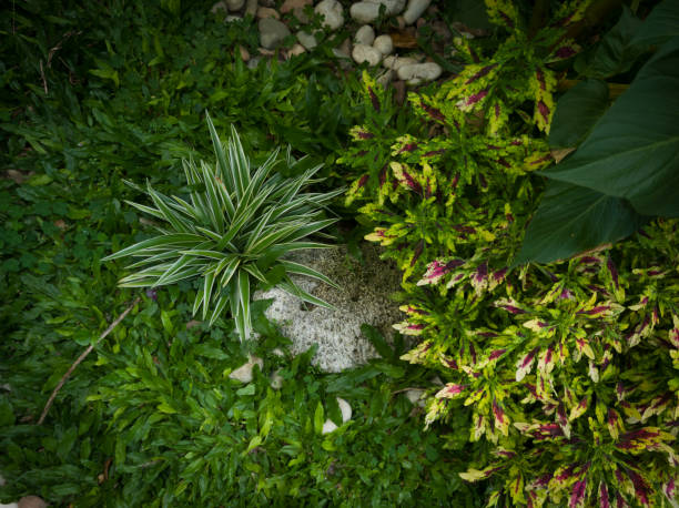 istock Miana plants and other plants 1401241597