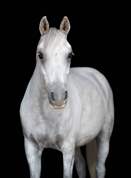 istock Portrait of a white horse 1401241608