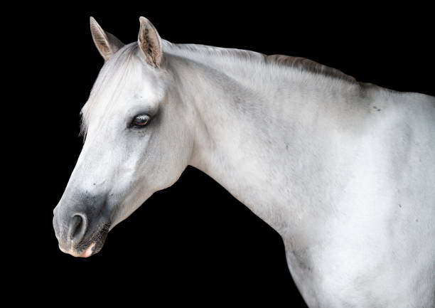 istock Portrait of a white horse 1401241639