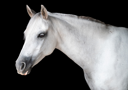 Portrait of a white grey horse looking at the camera