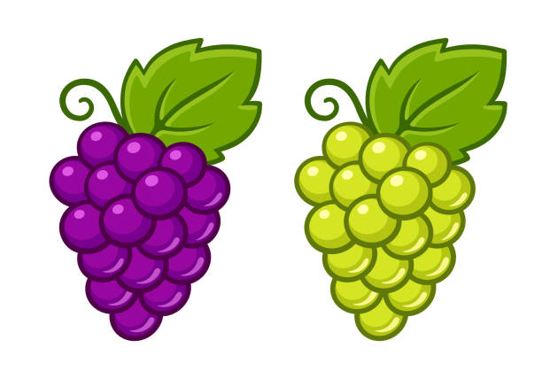 cartoon rote und weiße traubenillustration - grape green red purple stock-grafiken, -clipart, -cartoons und -symbole