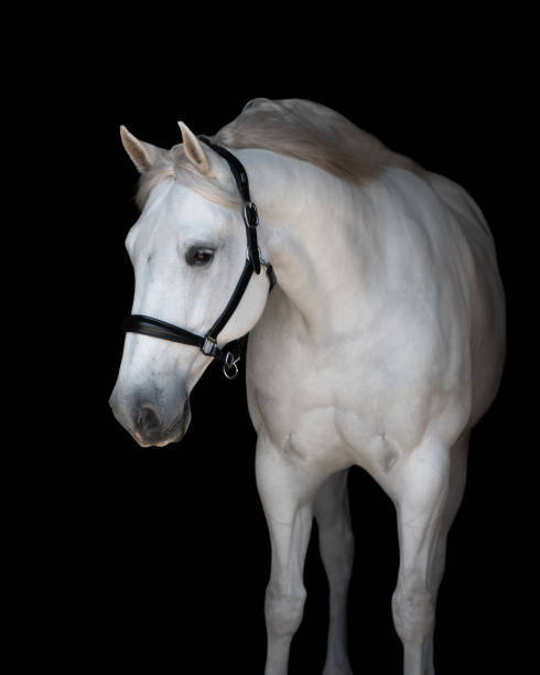 istock Portrait of a white horse 1401242336