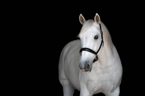 Portrait of a white horse