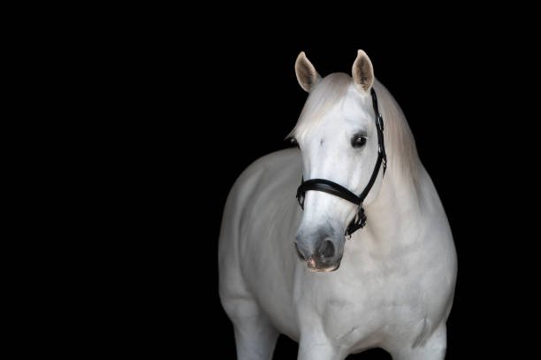 Portrait of a white horse Portrait of a white horse wearing a halter looking at the camera white horse stock pictures, royalty-free photos & images