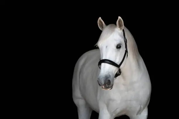 Portrait of a white horse wearing a halter looking at the camera