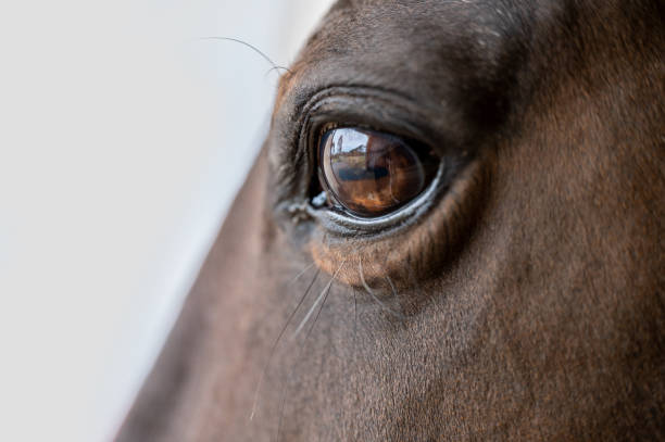 istock Close up of a horses eye 1401242352