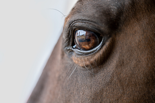 Close up photo of a horses eye with brown specs