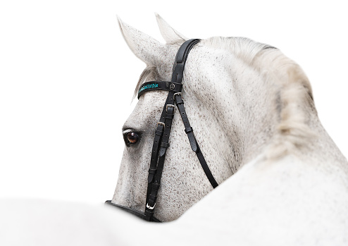 White horse wearing a black bridle looking over its back