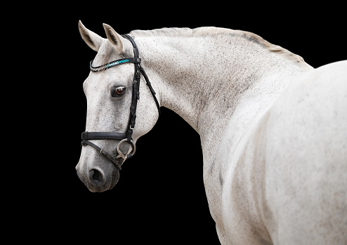 Portrait of a white horse wearing a bridle looking at the camera on a black background