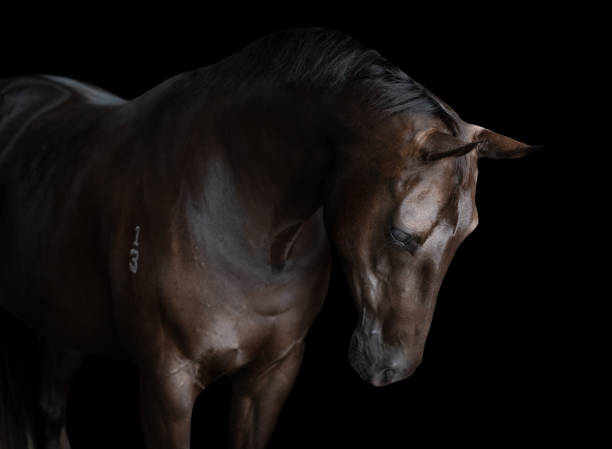 istock Portrait of a black horse 1401242392
