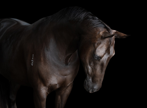 Quarter Horse Mare on black Background