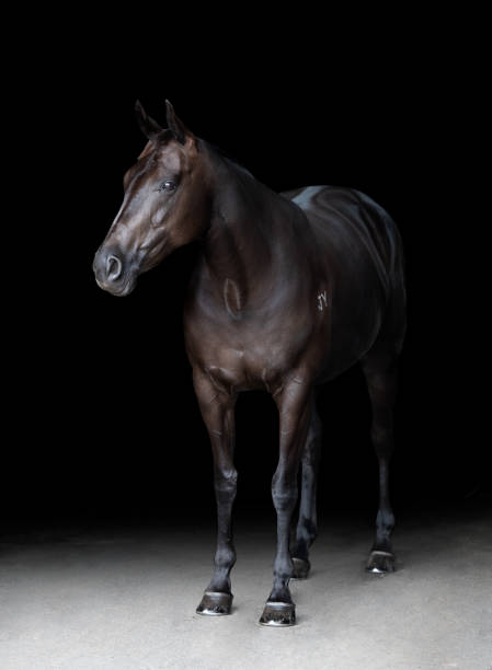 istock Portrait of a black horse 1401242403
