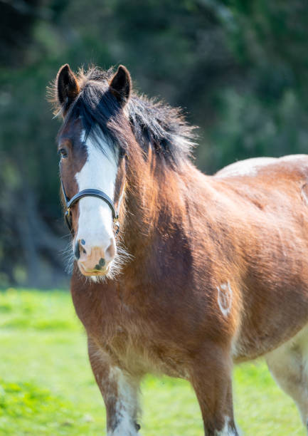 istock Portrait of a Clydesdale horse 1401242530