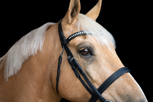 Close up head shot of smartly turned out horse ready to go fox hunting in the English countryside.
