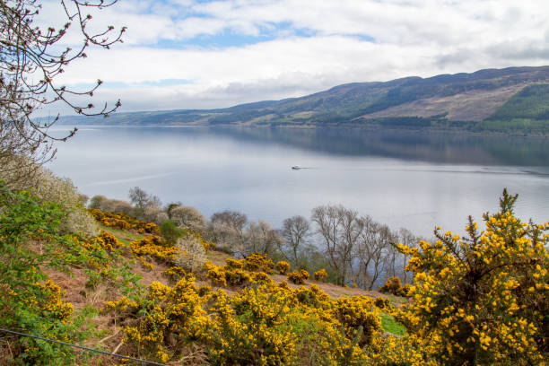 lago ness en las tierras altas escocesas, con aulaga amarilla - loch ness fotografías e imágenes de stock