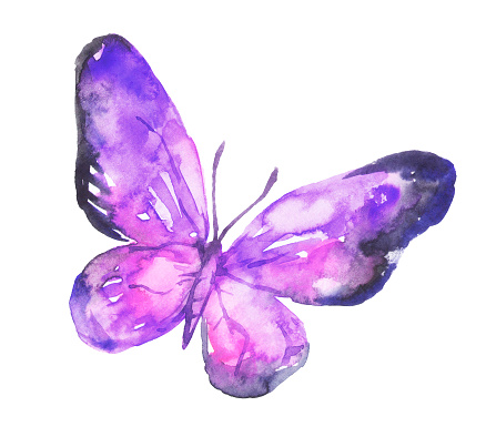 Colorful exotic watercolor butterfly on white background