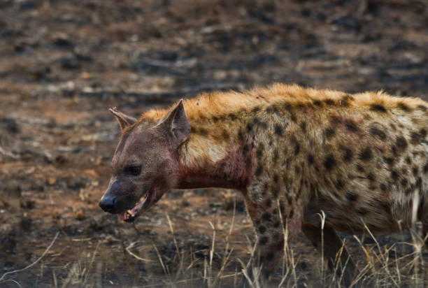 istock A blood-soaked spotted hyena on a burnt plain during sunrise 1401247094