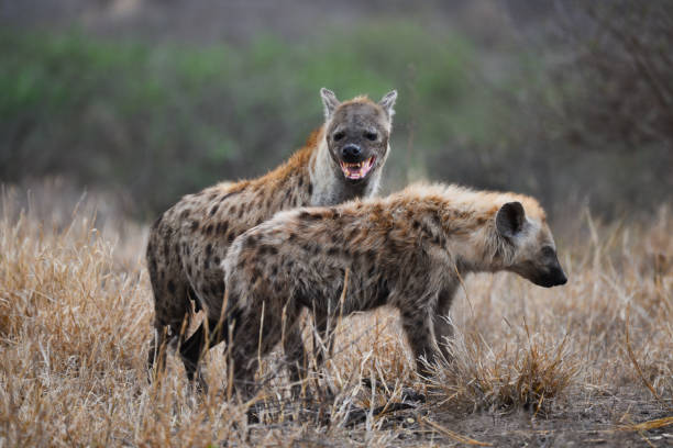 eine mutter entdeckte hyäne und ihre jungen im morgengrauen - kruger national park sunrise south africa africa stock-fotos und bilder