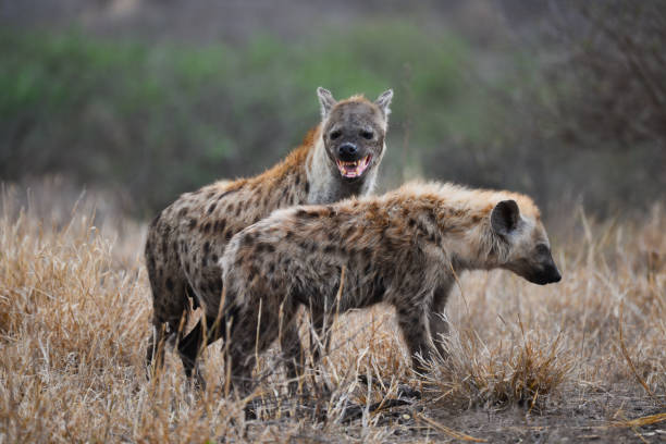 uma mãe viu hiena e seus filhotes ao amanhecer - hiena - fotografias e filmes do acervo