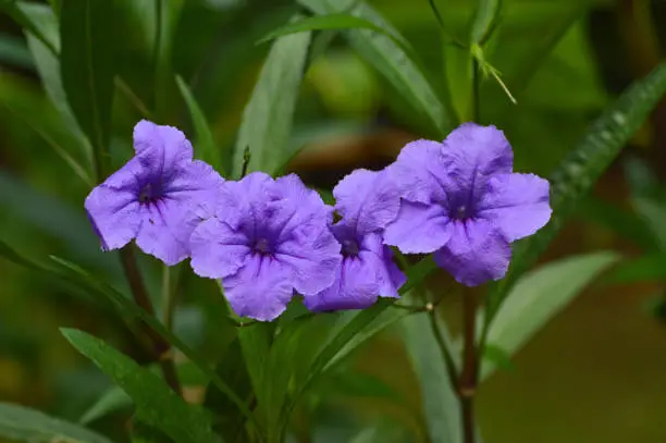 Close Up Front View Blooming Violet Flowers In A Row Of Ruellia Simplex Or Mexican Petunia