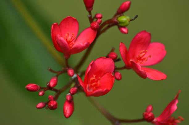 istock High Angle View Red Tiny Flowers Of Peregrina Or Spicy Jatropha Or Jatropha Integerrima 1401247662