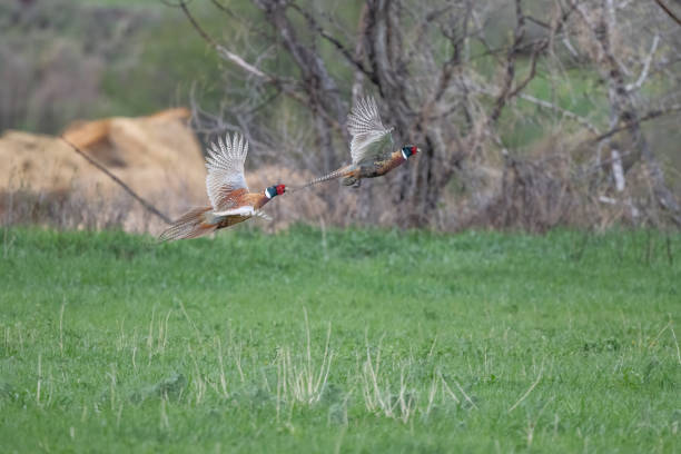 istock Ring-necked Pheasants fight or flight, front one choose flying 1401247727