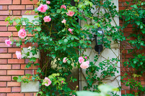 Free Stock Photo of Pink Rose in Front of Brick Wall | Download Free ...