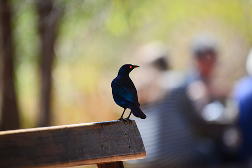 A Cape Glossy Starling perched on a wooden bench at the Afsaal Picnic Site, southern Kruger National Park, Mpumalanga Province, South Africa
