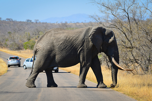 An African elephant crossing a main road at southern Kruger National Park, Mpumalanga Province, South Africa