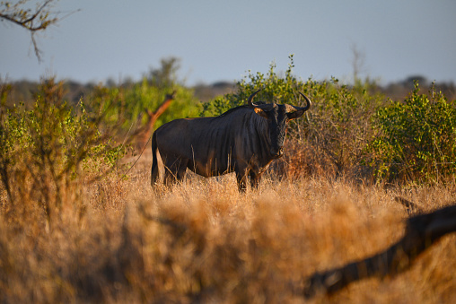A solitary blue wildebeest (Connochaetes taurinus) at sunrise on the grasslands of southern Kruger National Park, Mpumalanga Province, South Africa