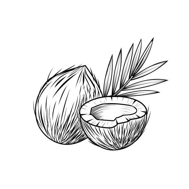 코코넛 스케치, 손으로 그린 손, 흰색 배경에 고립, 빈티지 스타일 라벨, 벡터 일러스트레이션에 적합합니다. - 코코넛 stock illustrations