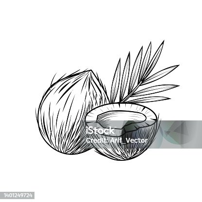 istock Coconut sketch, hand drawn, isolated on white background, perfect for vintage style labels, vector illustration. 1401249724