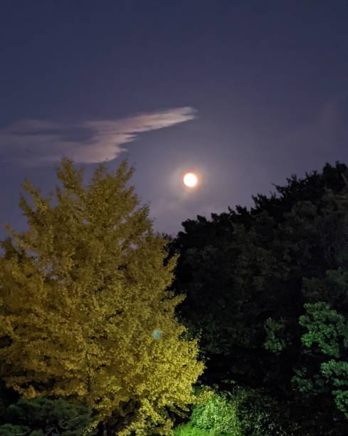 istock The moon rising above the forest 1401250586