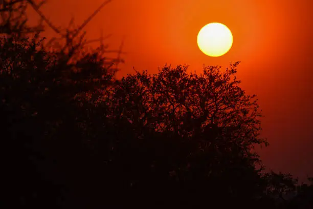 Photo of The sun setting on the woodlands of central Kruger