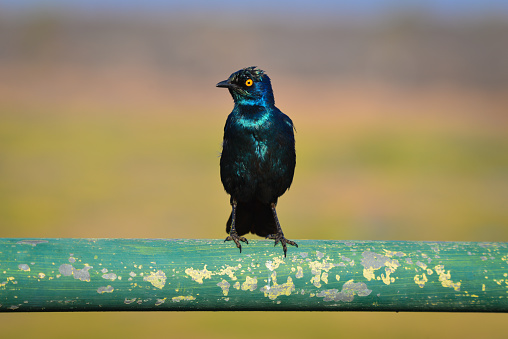 A Cape Glossy Starling perched on a green metallic guard rail of a bridge over the Olifants river, central Kruger National Park, Mpumalanga Province, South Africa