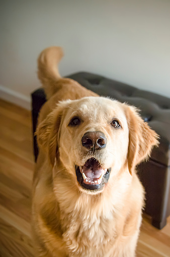 Adorable fluffy golden retriever dog looking at camera, cute labrador puppy having playful mood, lying on floor, selective focus, blurred background, living room interior, closeup photo portrait