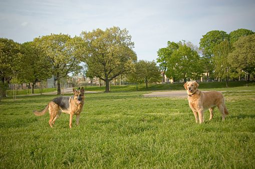 German shepherd and Labrador dogs in the park