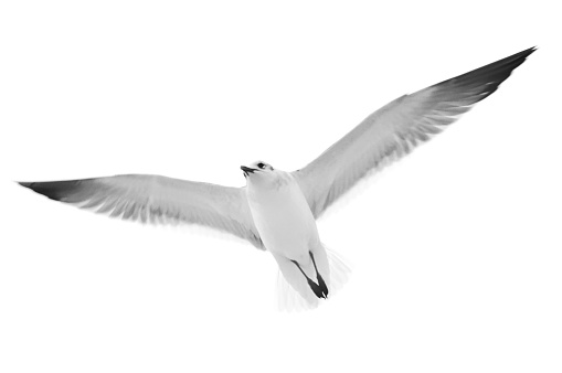 Flying seagull over white background
