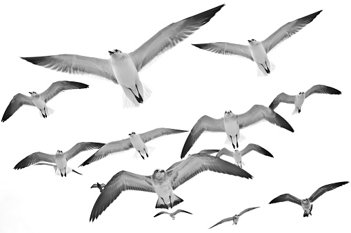 Flying seagulls