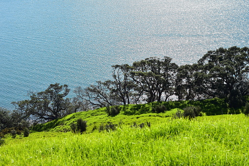 Green paddock sloping to cliff edge with Pohutukawa trees with calm Kawau Bay in background. Location: Mahurangi East New Zealand