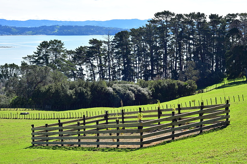Paddocks with fences protecting young trees in Scandrett Regional Park with Kawau Bay in background. Location: Mahurangi East New Zealand
