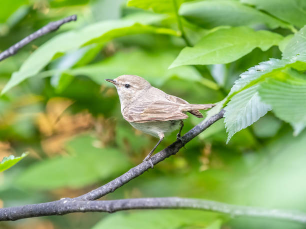 istock Common chiffchaff, lat. phylloscopus collybita, sitting on branch of bush in spring and looking for food 1401258296