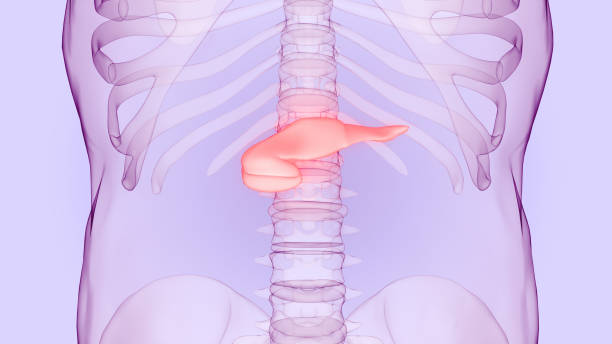 istock Human Internal Organ Pancreas Anatomy 1401259087