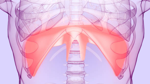 ヒト呼吸器系横隔膜解剖学 - human lung tuberculosis bacterium emphysema human trachea ストックフォトと画像