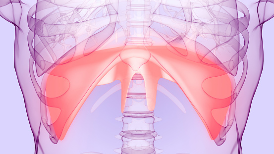Human Respiratory System Diaphragm Anatomy